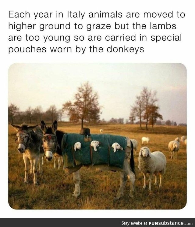Donkeys with Lambs in their pockets