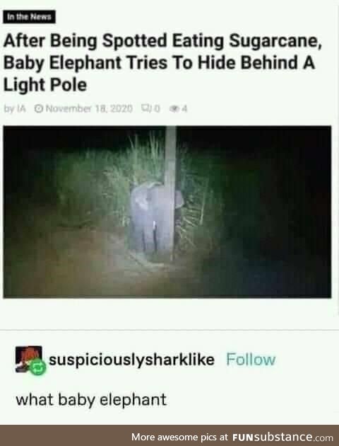 Baby elephant hiding behind a light pole