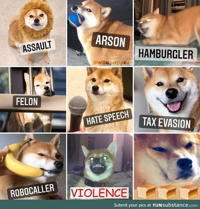 Which doge are you today?