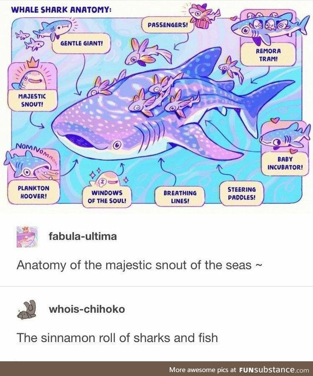 Anatomy of a whale shark