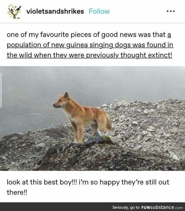 New Guinea singing dogs