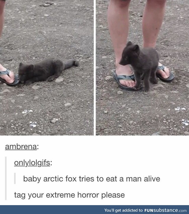 Baby arcticfox tries to eat man alive