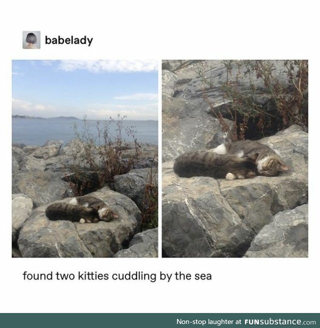 Two cats cuddling by the beach