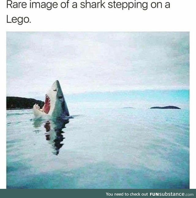 Shark stepping on a lego