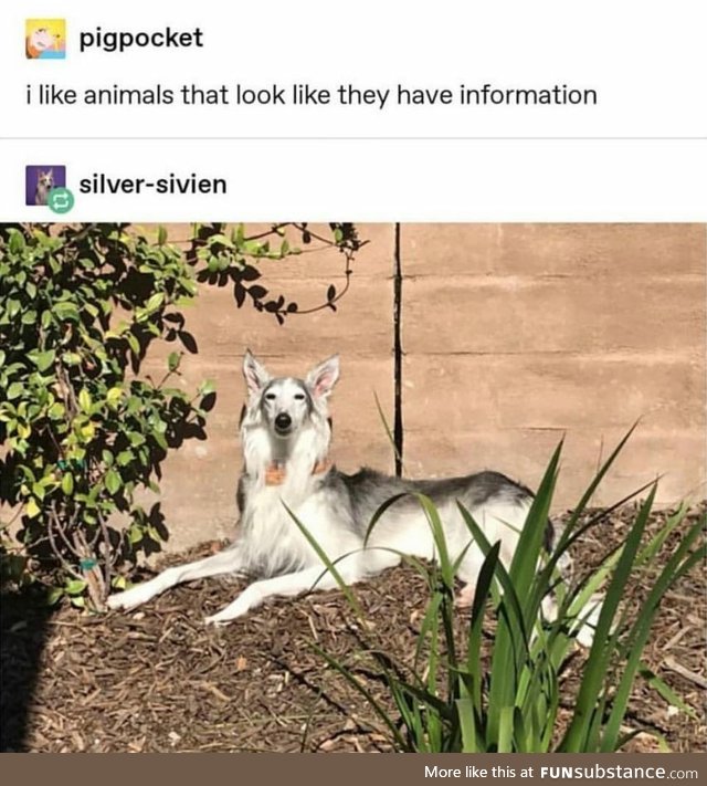 Animals that look like they have information