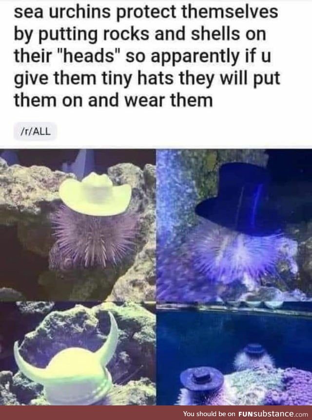 Sea Urchins Wear Tiny Hats