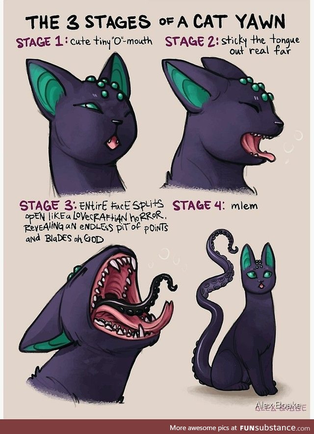 Stages of cat yawn