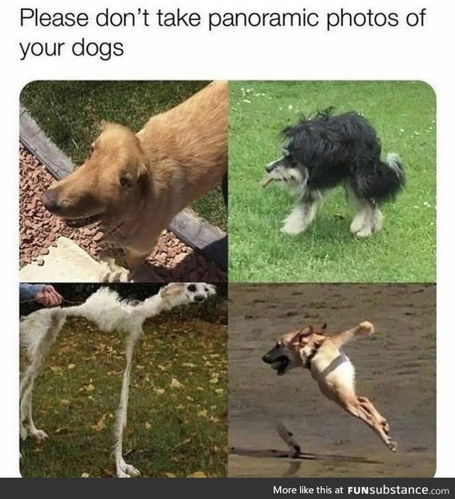 Panoramic dog photos