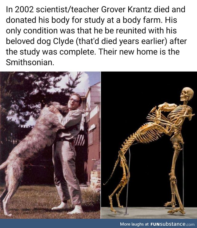 Give a dog a bone