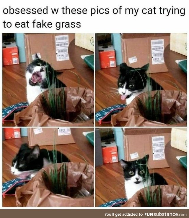 Cat trying to eat fake grass