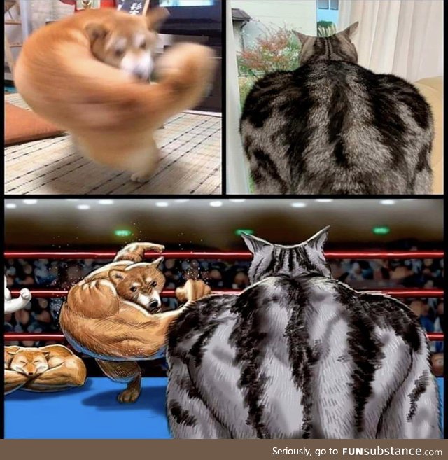 Buffdoggo v fitcat