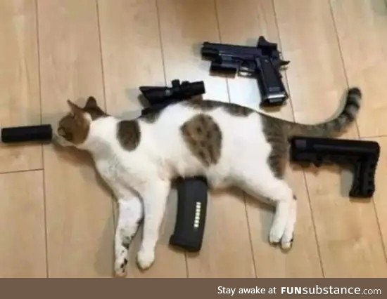 Tactical Cat