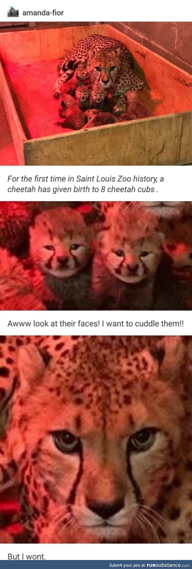 Eight cheetah cubs