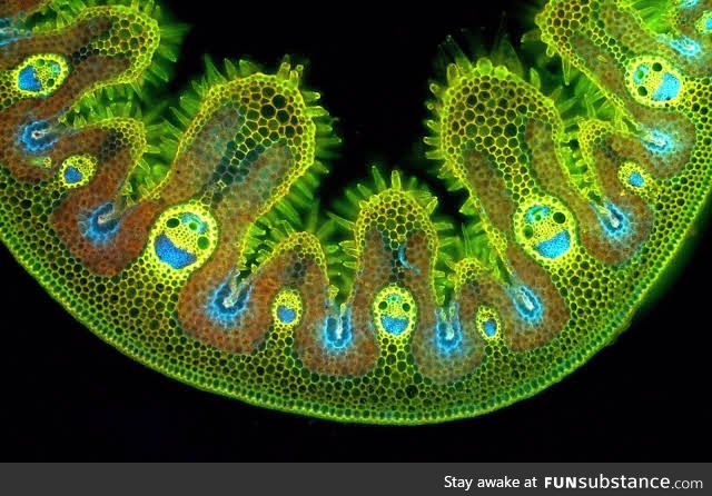 Grass cells under a microscope