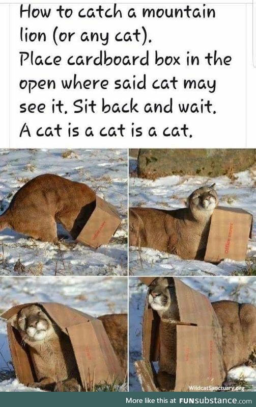 Cat is a cat is a cat