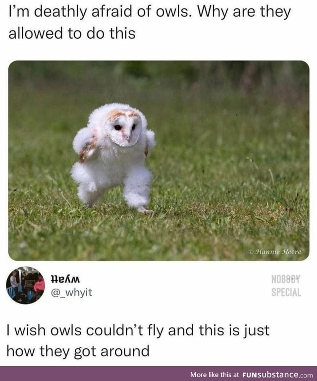 Owl on the move