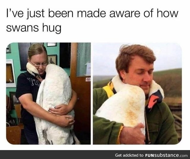 Swan hugs