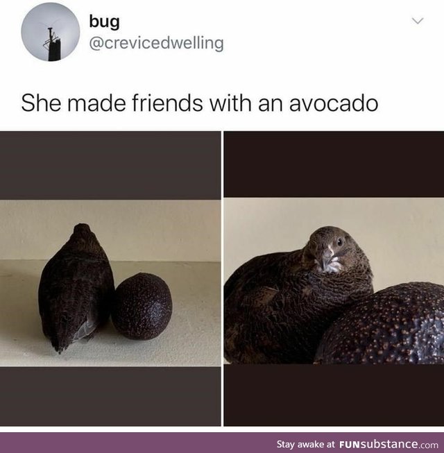 Making friends with avocado