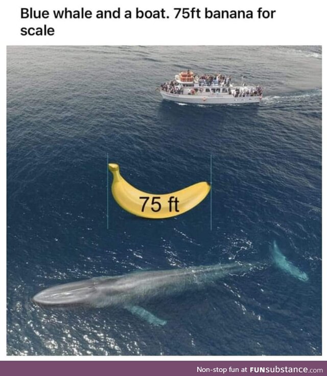 Larger Banana for whale