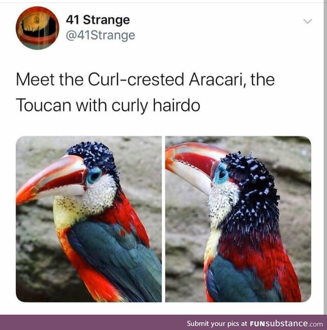 Curly-crested Aracari