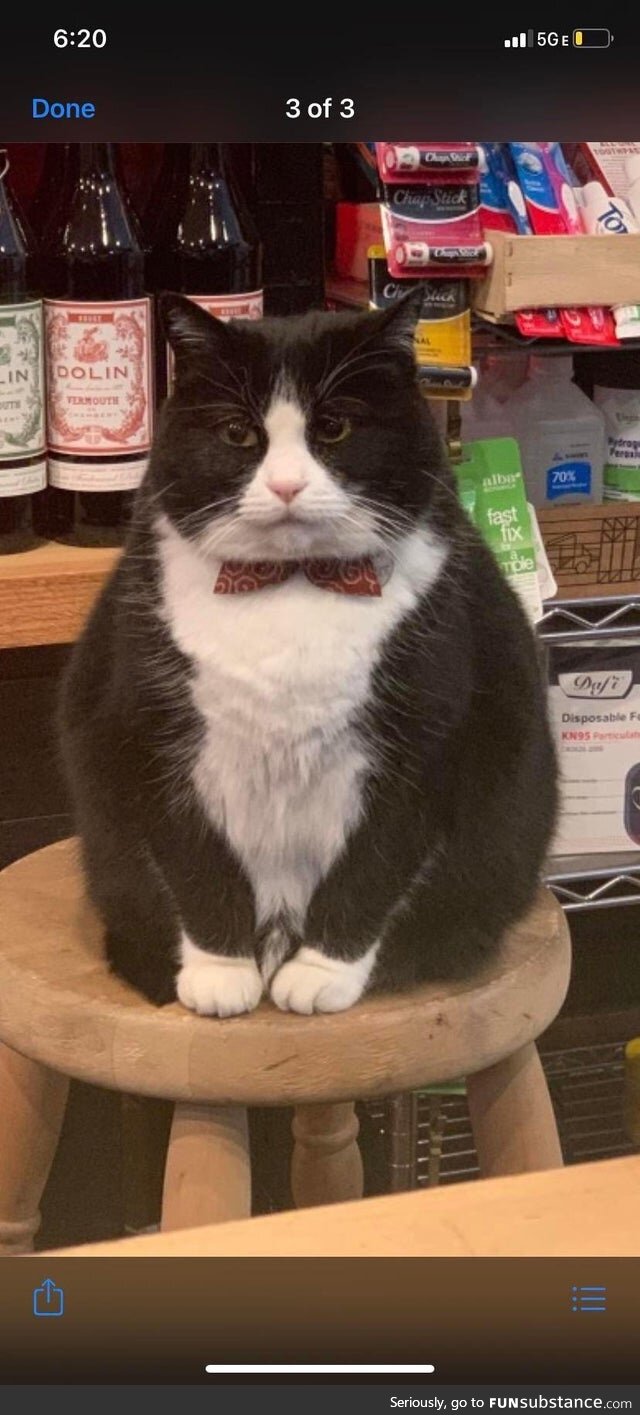Bartender Kitty Is About to Cut You Off