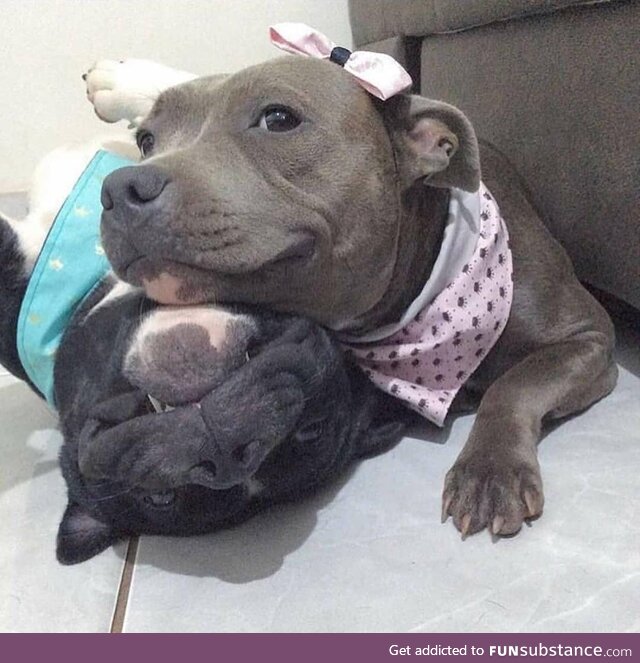 PitBull Cuddles