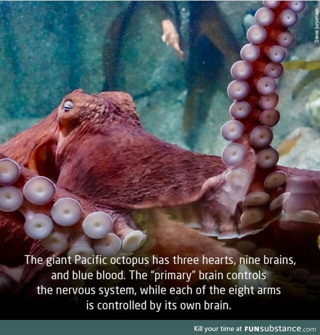 Octopi are weird