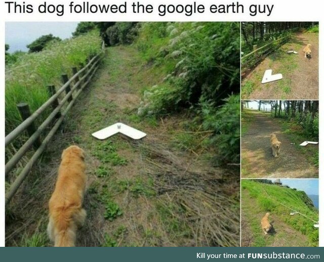 Dog following Google earth