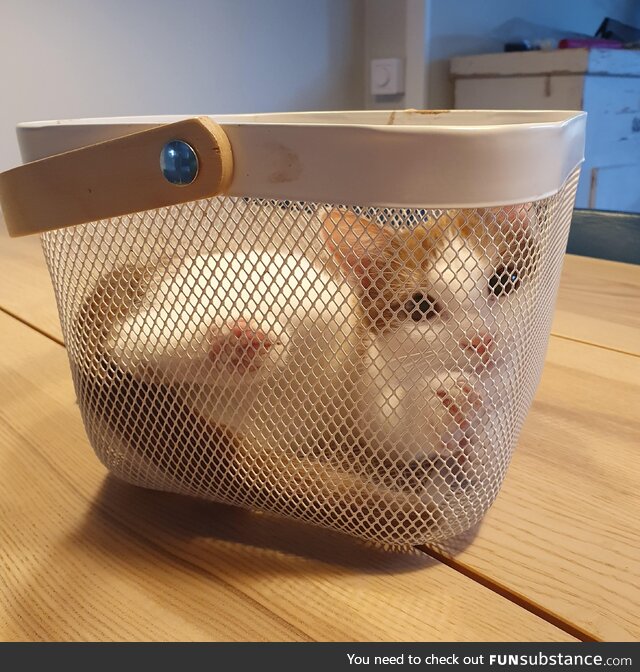 I see your basket cat & raise you a basket cat