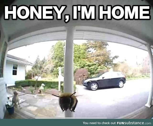 Busy Bee Returns to His House