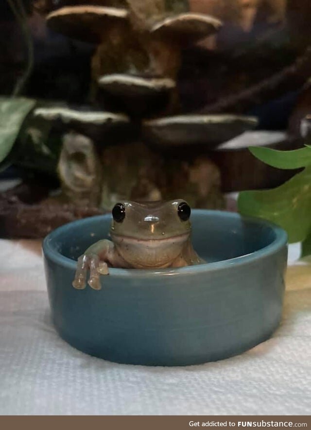 Froggo Fun #51 - The Hot Tub's Ready