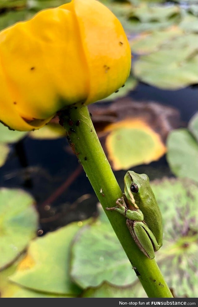 Froggo Fun R #52 - A Flower for Their Special Someone