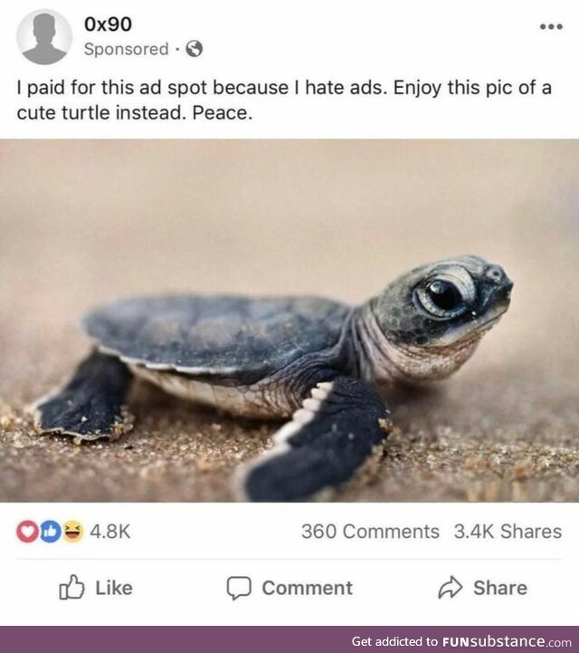 Enjoy this cute turtle in peace