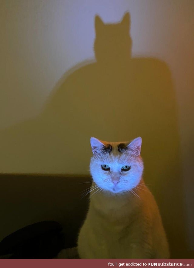 Shadow of the Cat