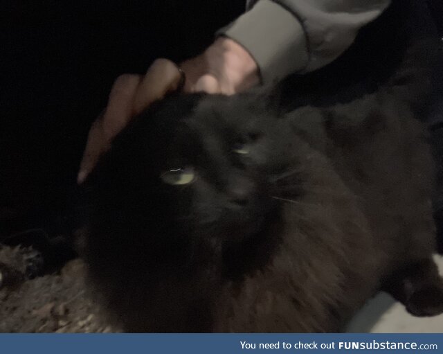 Met this fluffy friend while out starting my car! Solid black, extra fluffy!