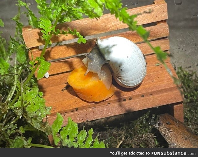 Just a Snail Sitting Down for a Snack