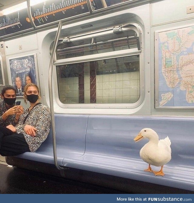The Things You See on the Subway