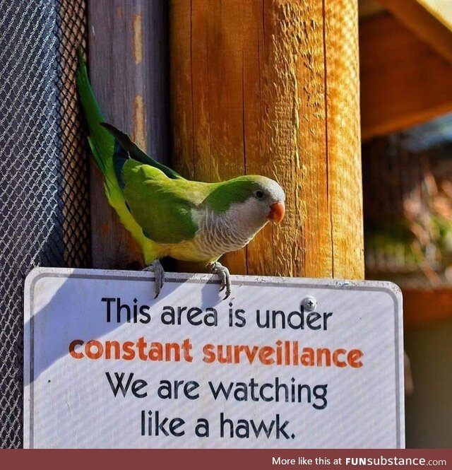 People Out There Still Thinkin' Birds Aren't Surveillance Drones