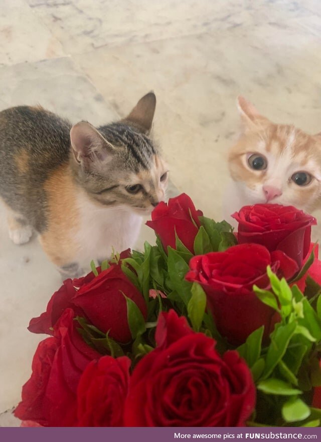 My Fave Band: Cats N' Roses