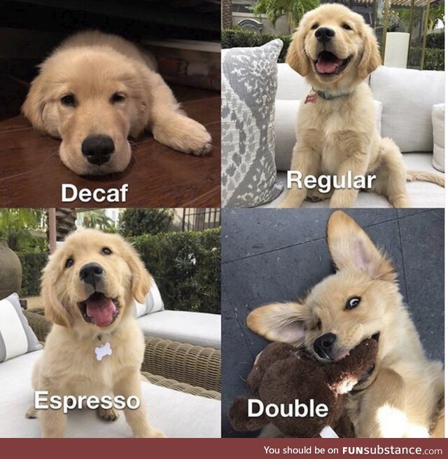 Coffee Explained by Doggos
