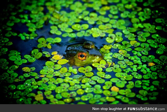 Froggo Fun R #76/Special - Happy Saint Patrick's Day!