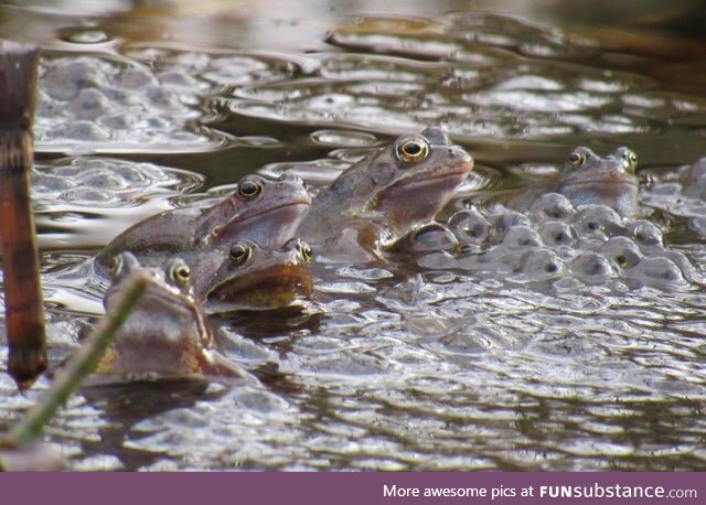 Froggo Fun R #77 - Frogs Waking Up in Ireland