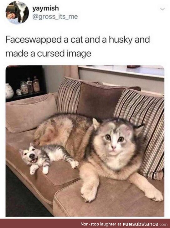 Dog and Cat Face-Off