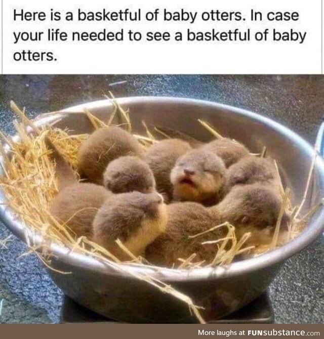 Otters!