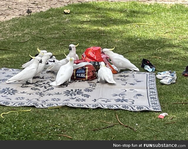 Never leave your picnic unattended in Australia