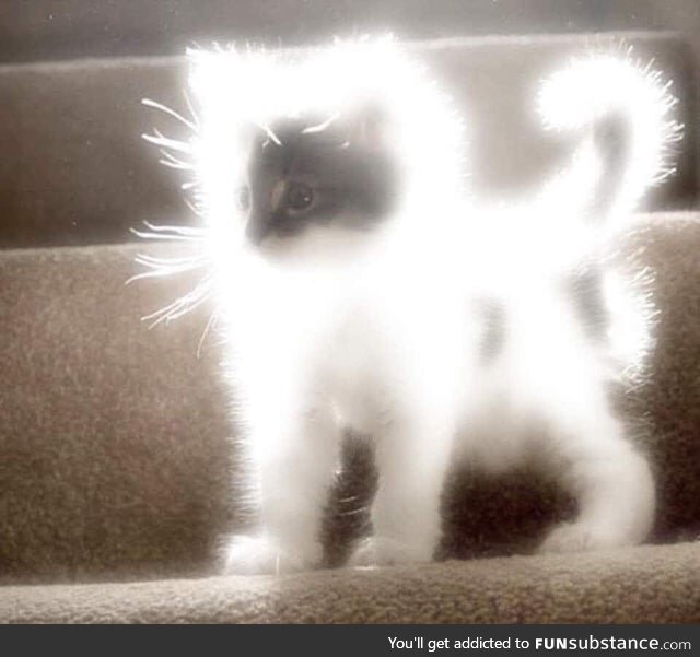 Kitty Angel Shines Their Divine Fluffly Light on Thee
