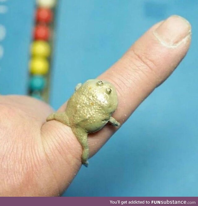 Totälly tiny frog (happy?)