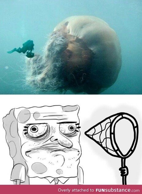 Just a jellyfish
