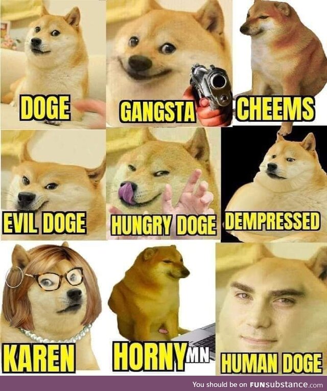 Which doge are you today