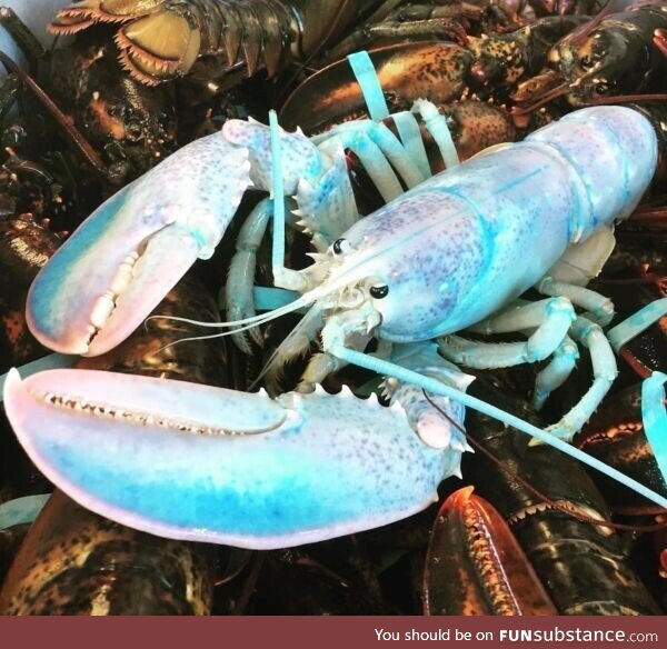 The Candyfloss lobster. Allegedly only 1 in 100 hundred million lobsters has this